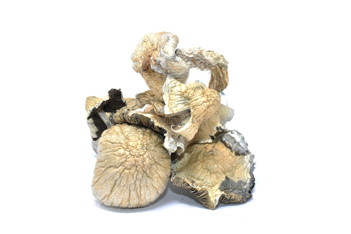 buy-online-dispensary-chronic-farms-great-white-monster-magic-mushrooms
