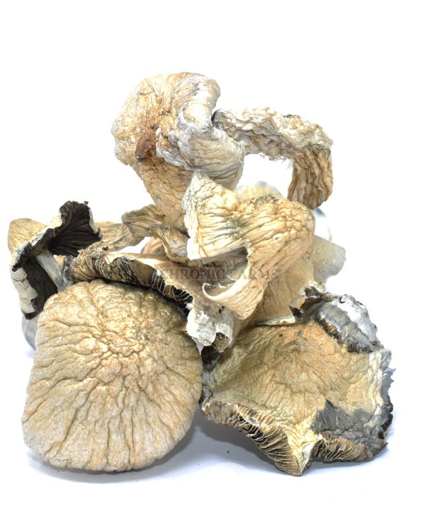 buy-online-dispensary-chronic-farms-great-white-monster-magic-mushrooms