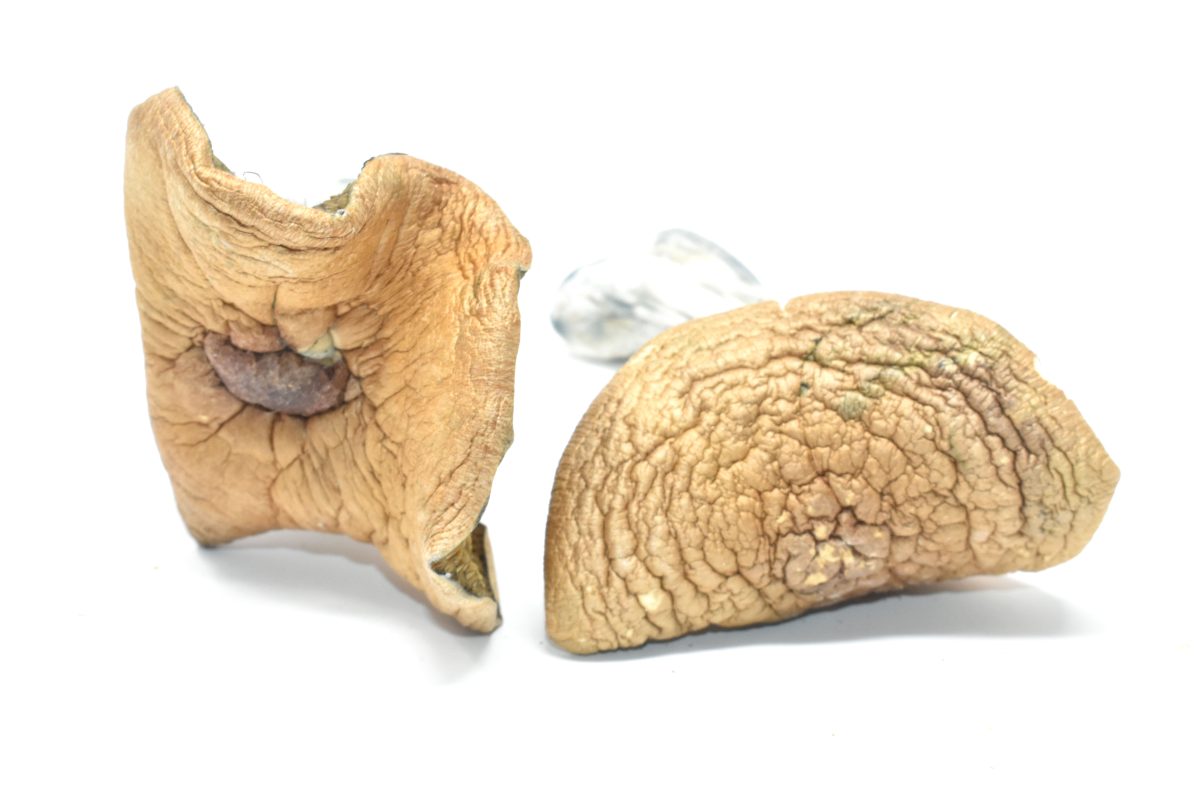 wollongang-mushrooms-online-weed-dispensary-chronicfarms