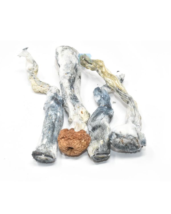 buy-blue-meanies-online-weed-dispensary-www.chronicfarms.cc-mushrooms-sale