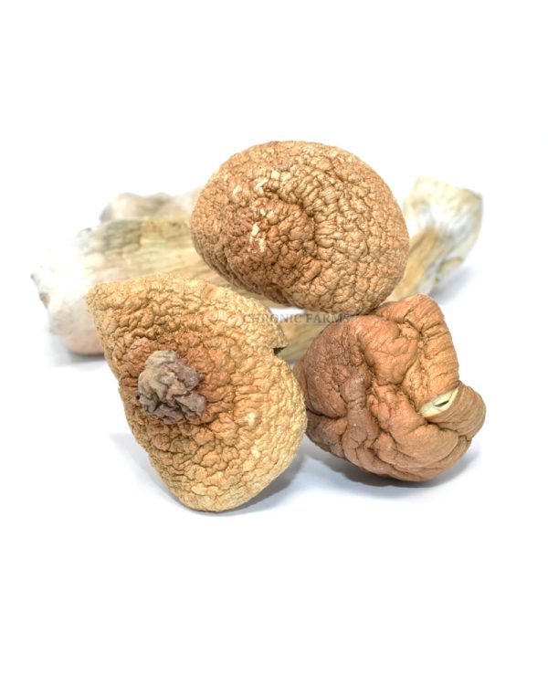 buy-burmese-mushrooms-online-weed-dispensary-www.chronicfarms.cc
