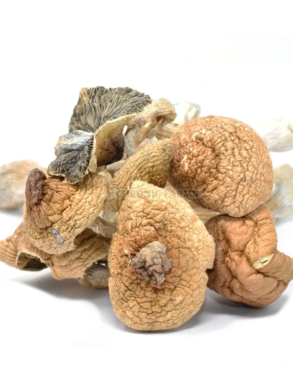 buy-burmese-mushrooms-online-weed-dispensary-www.chronicfarms.cc