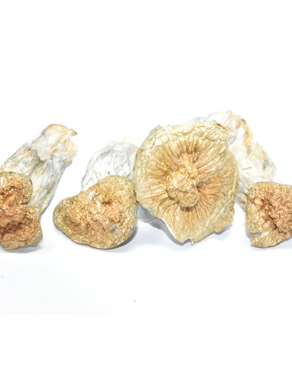 monster-penis-magic-mushrooms-for-sale-number-1-online-weed-dispensary-in-canada-www.chronicfarms.cc
