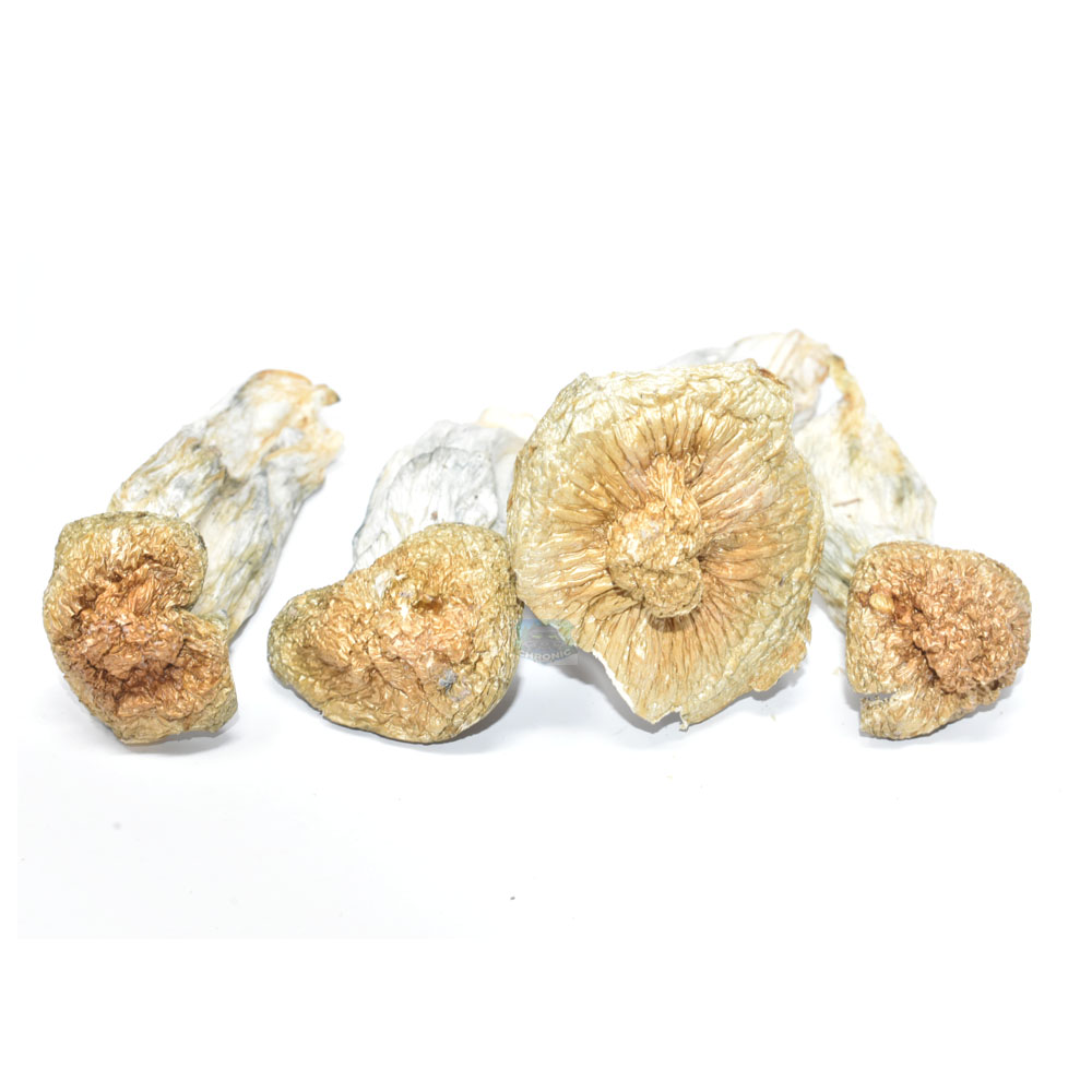 monster-penis-magic-mushrooms-for-sale-number-1-online-weed-dispensary-in-canada-www.chronicfarms.cc