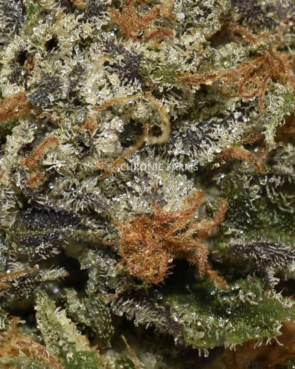 buy-PINKROCKSTAR-aaaa-cannabis-online-at-chronicfarms.cc-weed-dispensary-in-bc