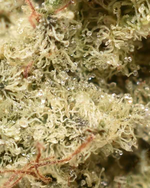 buy-chemdawg-at-chronicfarms-online-dispensary