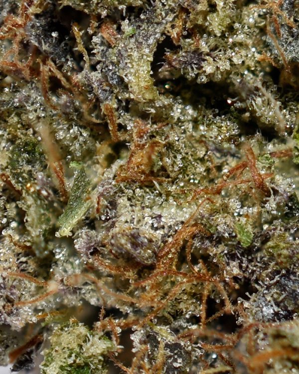 UBC Chemo AAAA+ Trichomes