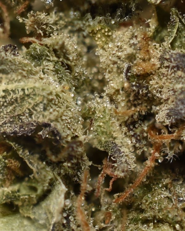 BUY-AK-47-AA-AT-CHRONICFARMS.CC-ONLINE-WEED-DISPENSARY-IN-BC