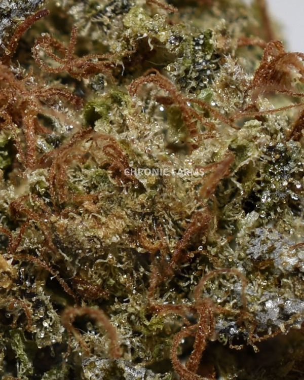 BUY-masterkush-AA-FLOWER-AT-CHRONICFARMS.CC-ONLINE-WEED-DISPENSARY-IN-BC-ALBERTA-TORONTO-ONTARIO-CALGARY-NOVASCOTIA-MANITOBA-QUEBEC