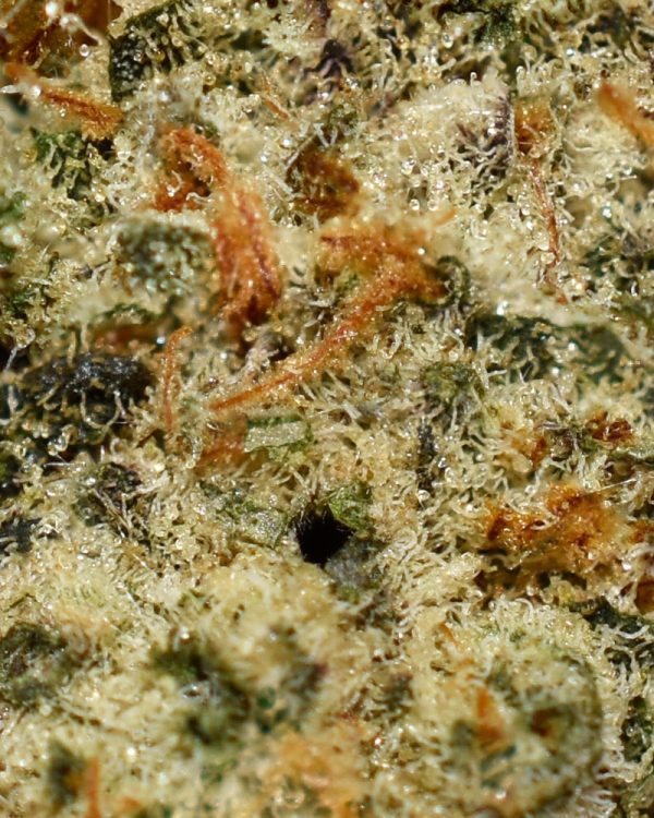 Cookies & Cream AA Trichomes