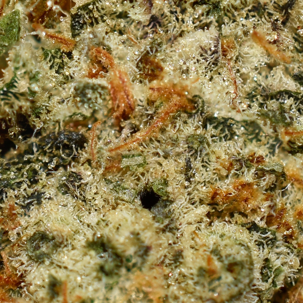 Cookies & Cream AA Trichomes