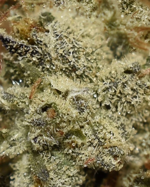 BUY-COOKIES-&-CREAM-AT-CHRONICFARMS-ONLINE-WEED-DISPENSARY-IN-CANADA