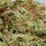 Casper OG AA Trichomes