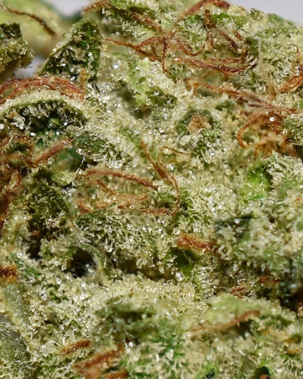 Casper OG AA Trichomes