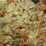 Funky Charms AA Trichomes