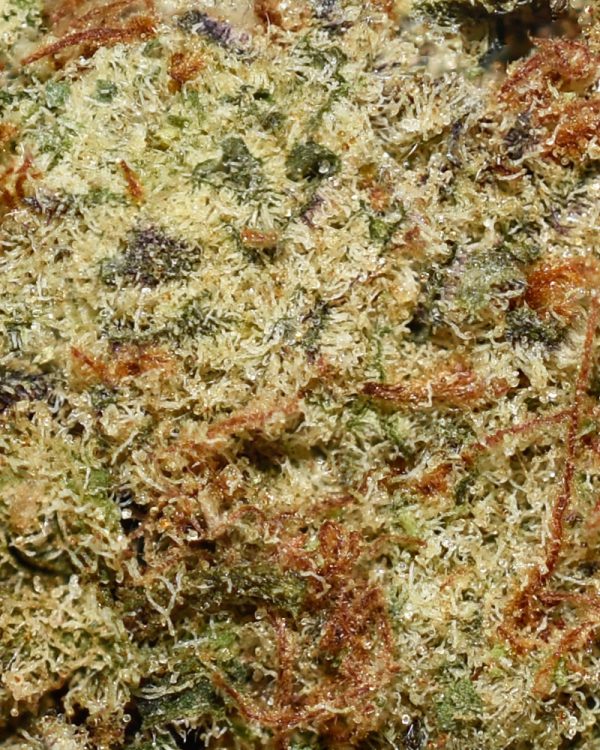 Funky Charms AA Trichomes