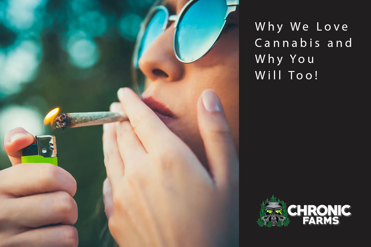 Why We Love Cannabis and Why You Will Too!