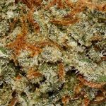 Animal Mints AA Trichomes