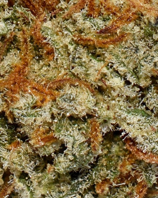 Animal Mints AA Trichomes