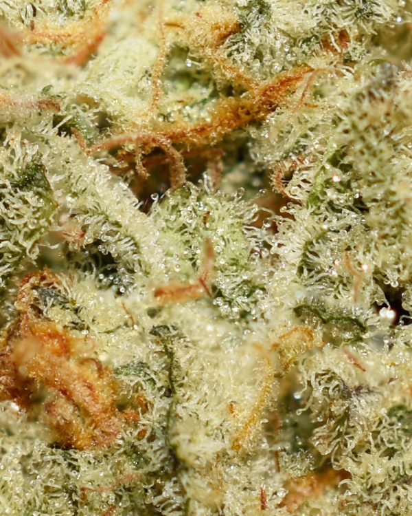 Golden Pineapple AA Trichomes