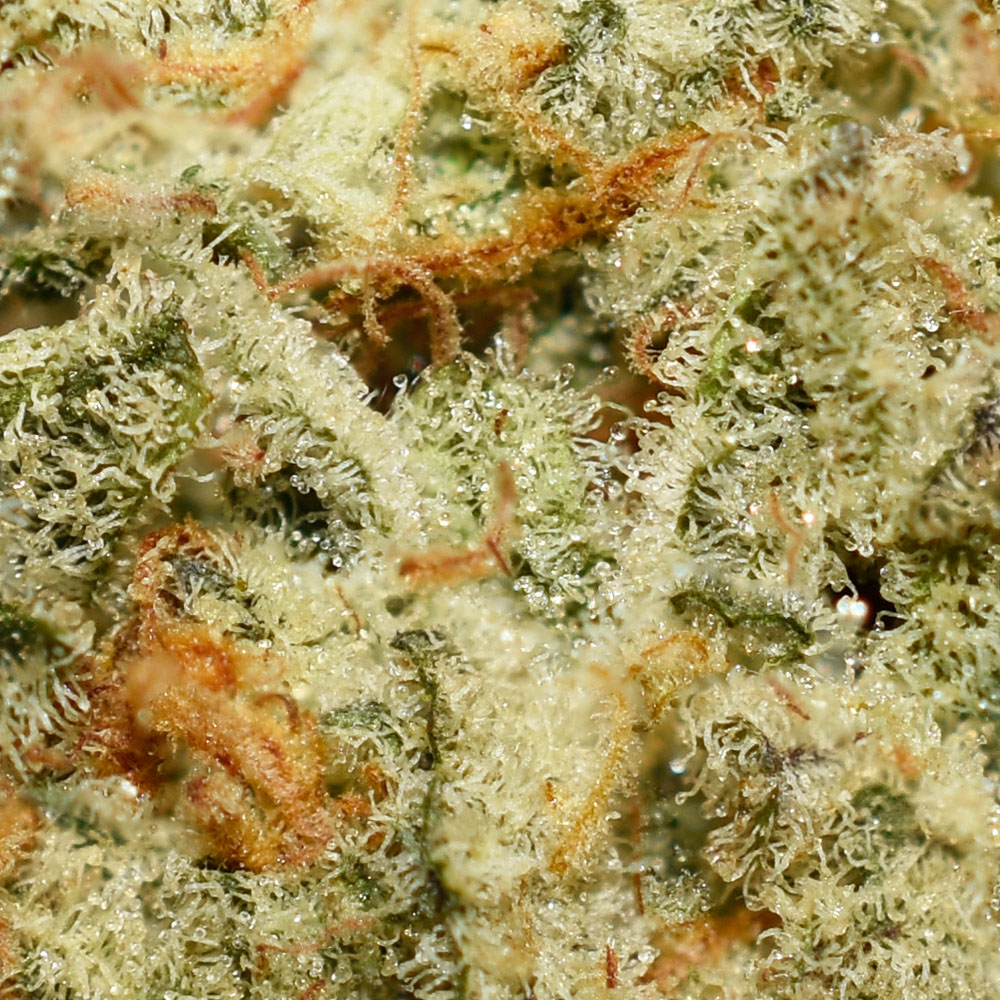 Golden Pineapple AA Trichomes