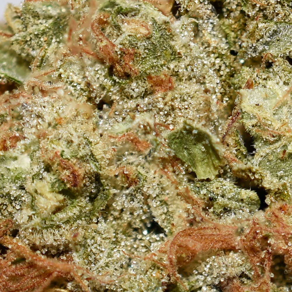 Key Lime Cookies AA Trichomes