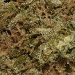 BUY-PINEAPPLE-EXPRESS-AA-CANNABIS-AT-CHRONICFARMS.CC-ONLINE-INDICA-WEED-DISPENSARY-IN-CANADA