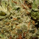 Killer Queen AA Trichomes