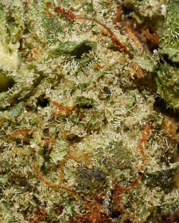 Killer Queen AA Trichomes