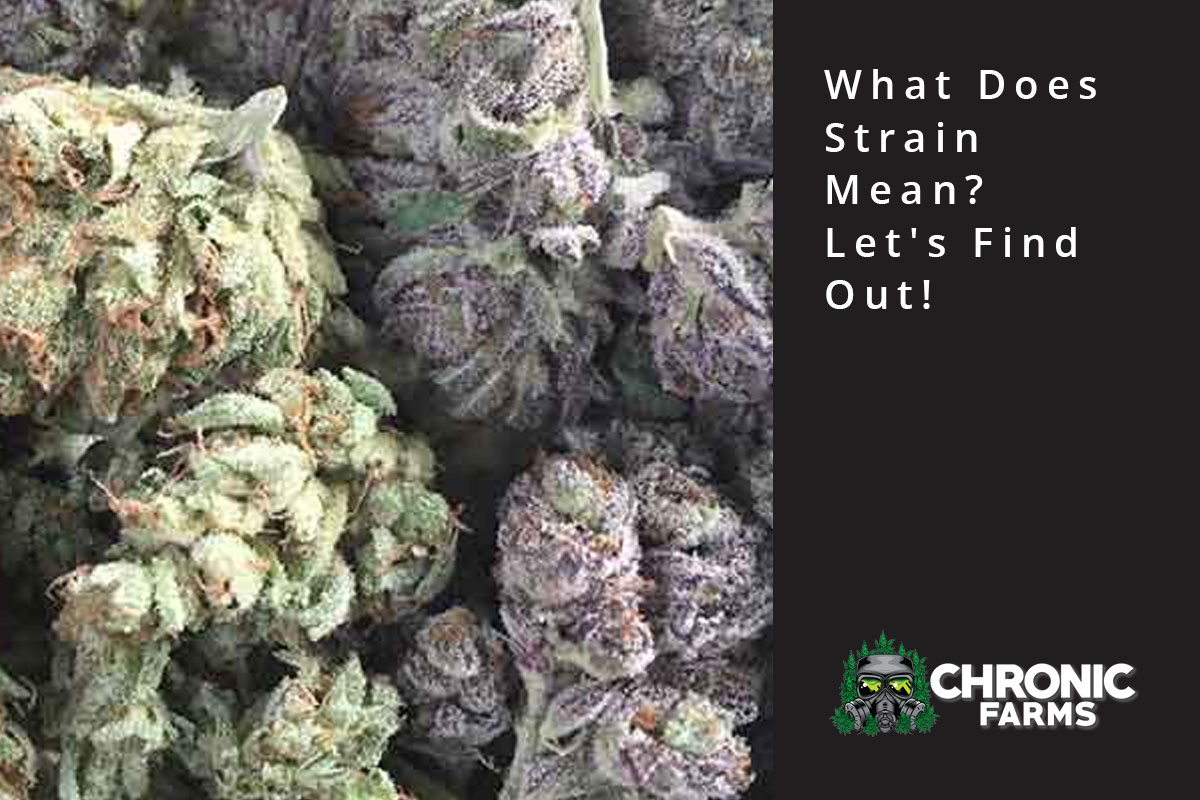 What Does Strain Mean Let s Find Out Chronic Farms