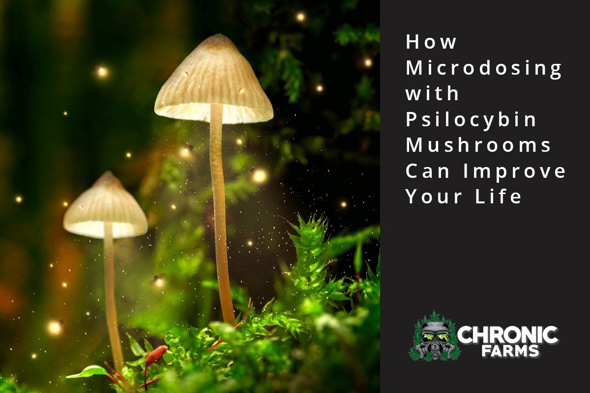 How Microdosing with Psilocybin Mushrooms Can Improve Your Life