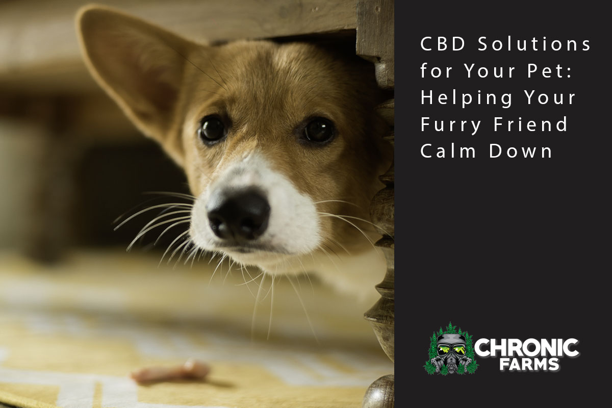 CBD Solutions for Your Pet: Helping Your Furry Friend Calm Down
