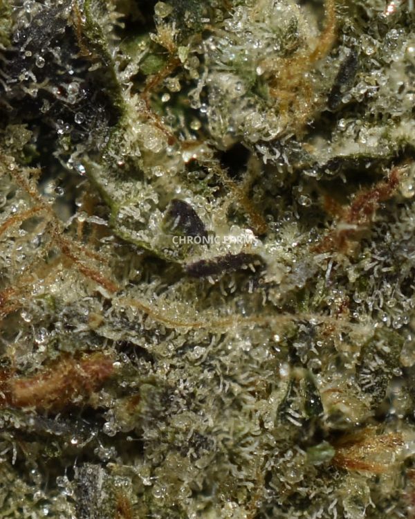 BUY-COUCH-LOCK-AAAA+-CHRONIC-FLOWER-AT-CHRONICFARMS.CC-ONLINE-WEED-DISPENSARY-IN-BC-CANADA