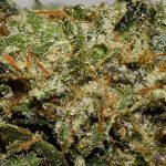 G Wagon AAAA+ Trichomes