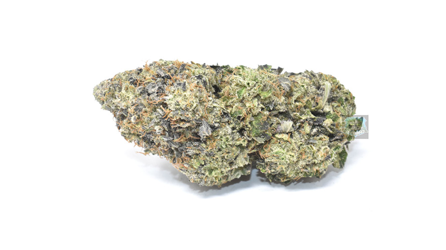 GMO cookies weed online Canada at Chronic Farms online dispensary in Canada for Mail order marijuana, gummys, and dispensary weed.