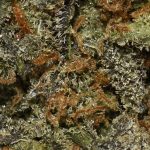 BUY-SUPERNUKEN-AAA-FLOWER--AT-CHRONICFARMS.CC-ONLINE-WEED-DISPENSARY-IN-BC