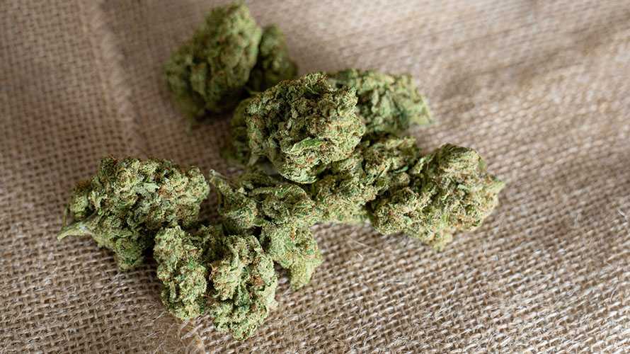cannabis buds on a hemp cloth