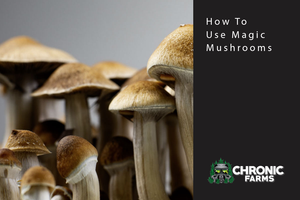 cf blog mushrooms