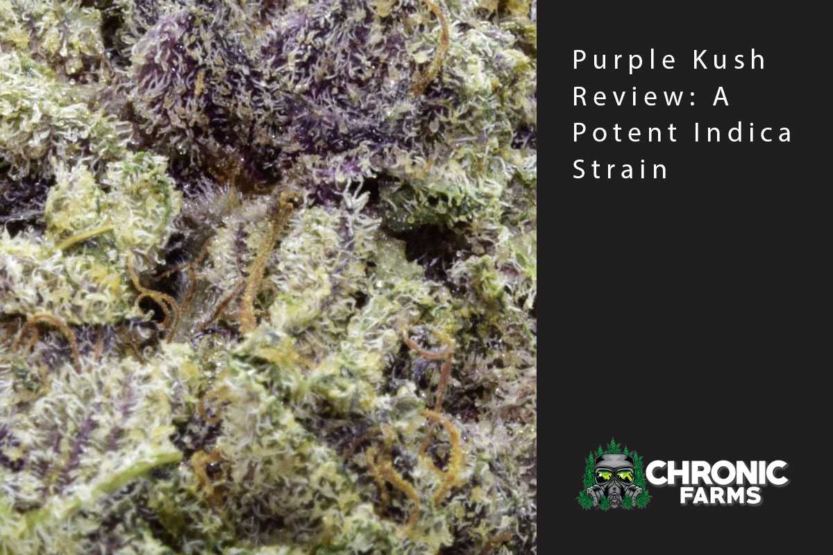 Purple Kush Review: A Potent Indica Strain