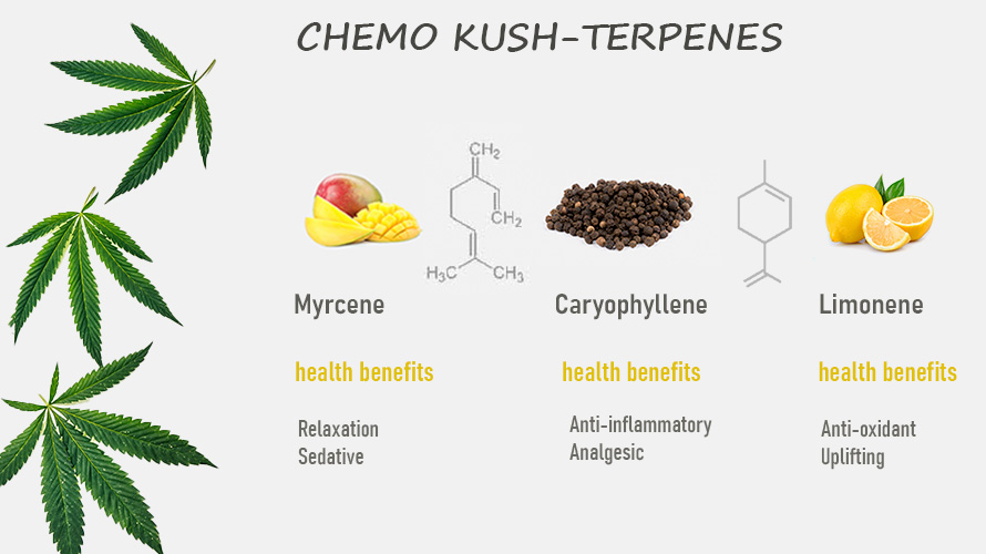 The Chemo Kush strain terpene profile. Canadian online dispensary and mail order marijuana pot shop. Dispensary weed, gummys, and shatter for sale online in Canada.