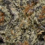 buy-pineapple-express-craft-hybrid-flower-at-chronicfarms.cc-online-weed-dispensary
