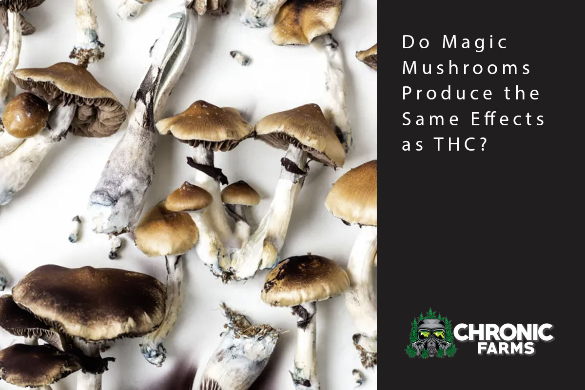 mushroom thc