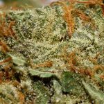 Agent Orange AA Trichomes