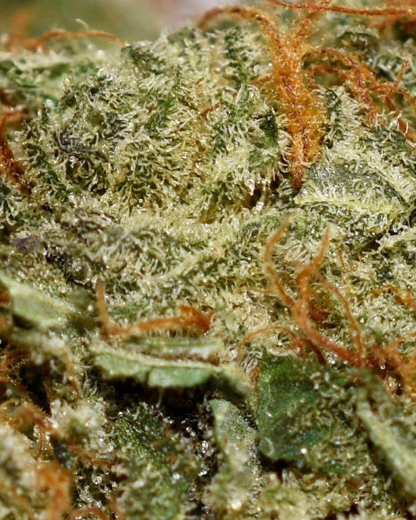 Agent Orange AA Trichomes