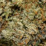 Astro Pink AAAA+ Trichomes
