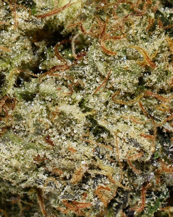 Astro Pink AAAA+ Trichomes