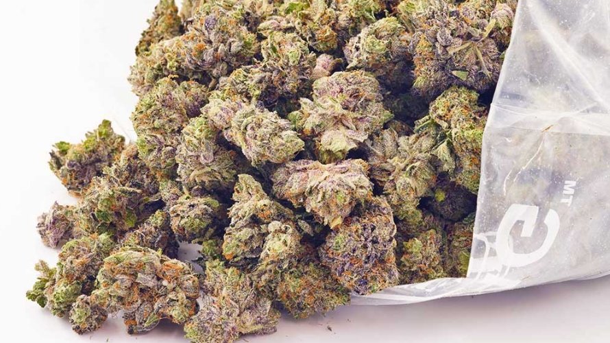 You can securely order Dank Sinatra from Bud Express Now. It is a high-end online dispensary in Canada that offers premium and value buds.