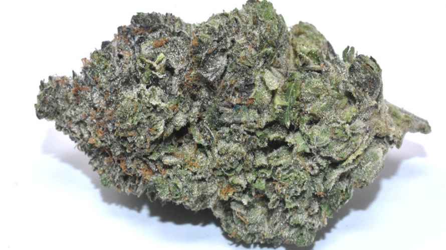 Yes, cheap weed CAN BE LEGENDARY. Take Death Bubba (AAAA+) as an example. This Indica dominant hybrid (70:30 ratio) with up to 27 percent of THC is no laughing matter. 