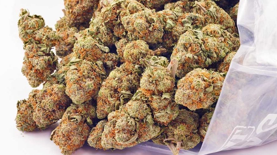 GMO Cookies is a darling of Indica-strain lovers because of its heavy scent and heavenly sedative high.
