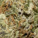 Georgia Tart AAAA+ Trichomes